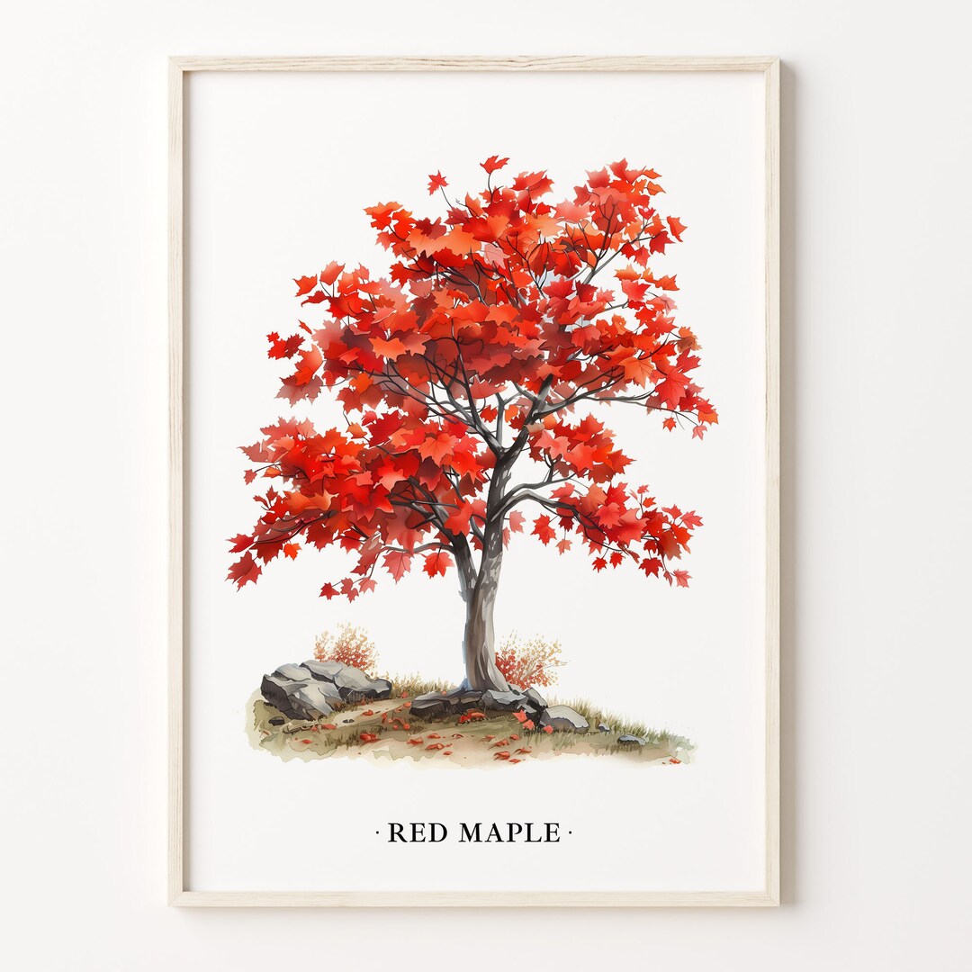 Red Maple Tree Art Print: Autumn Botanical Wall Decor - Etsy