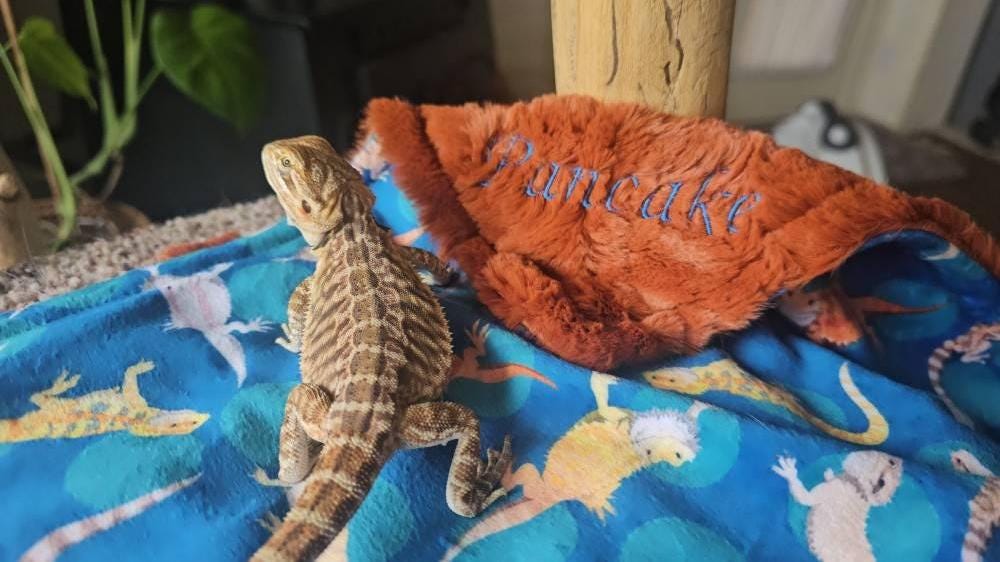 Bearded Dragon Cloths