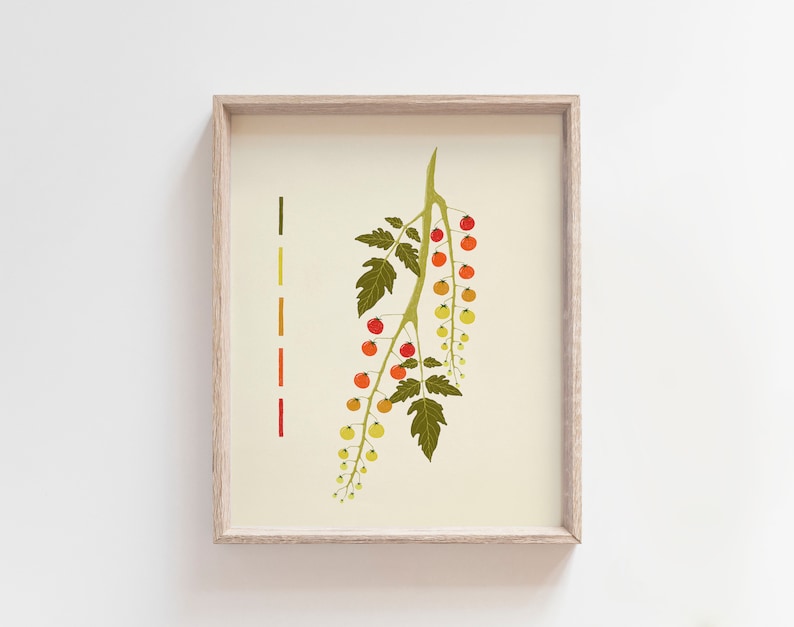 Kitchen Wall Decor Tomato Art Print Kitchen Wall Art Cherry Tomato Fruit Wall Art Minimalistic Kitchen Decor Mid Century Modern Farmhouse image 1