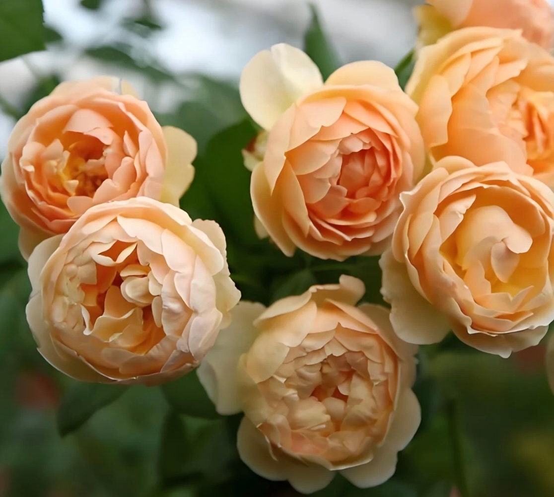 Rose “ausjo” English Rose Ownroot Plant, 1 Gallon - Etsy