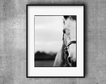 White Horse, Analog Photography, Fine Art print, Animal, Poster, Art print, Large print, Mountains, Horses, Portrait of a Horse, Horse Theme