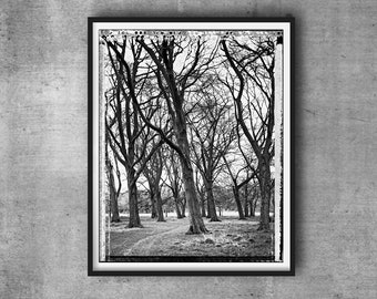 Grove in Phoenix Park, Trees, Tree-Top, Art Print, Autumn, Giclee, Collectible Photography, Large BW, 4x5, Polaroid, Type 55, Contrast