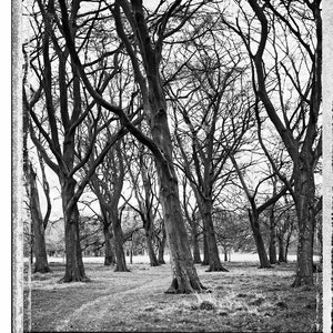 Grove in Phoenix Park, Trees, Tree-Top, Art Print, Autumn, Giclee, Collectible Photography, Large BW, 4x5, Polaroid, Type 55, Contrast image 9