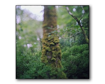 Trunk Of A Mossy Tree, In Ireland, Glendalough, Green, Forest, Photography, Irish, Nature, Analog, Forest, Meditation, Tree, Large, Detail