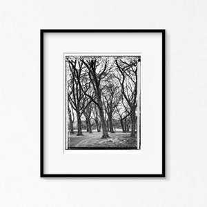 Grove in Phoenix Park, Trees, Tree-Top, Art Print, Autumn, Giclee, Collectible Photography, Large BW, 4x5, Polaroid, Type 55, Contrast image 6