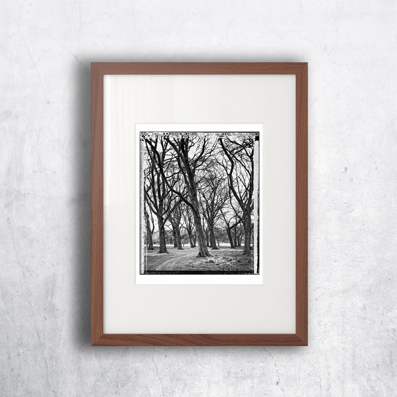 Grove in Phoenix Park, Trees, Tree-Top, Art Print, Autumn, Giclee, Collectible Photography, Large BW, 4x5, Polaroid, Type 55, Contrast image 3