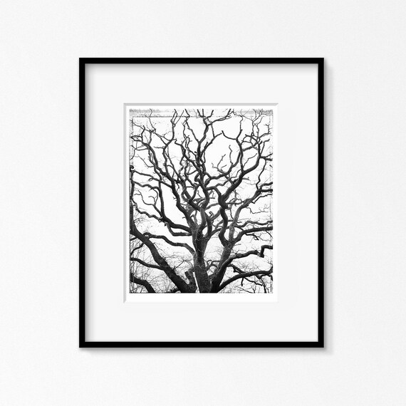 4x5 Polaroid Large Format BW Type 55 Tree-Top Collectible Photography Art Print Large Print Tree Branches Contrast Giclee Autumn