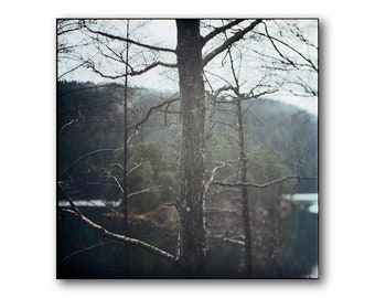 Tree Trunk, In Norway, Island, Photography Art Print, Norwegian Nature, Tree in the Middle, Tree Branches, Forest, Scandinavian, Lake