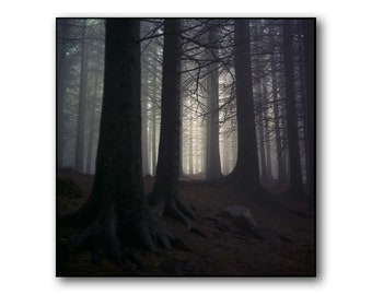 Dark Norwegian Forest, Norway, Floyen, Analog Photography, Woods, Trees, Scandinavia, Vladimir Longauer, Poster from Bergen, Norsk Foto