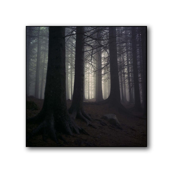 Bosque noruego oscuro, Noruega, Floyen, Fotografía analógica, Bosques, Árboles, Escandinavia, Vladimir Longauer, Póster de Bergen, Norsk Foto