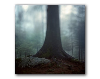 Trunk of a tree, In Norwegian Forest, Photography, Art Print, Immersive Shot, Floyen Foto, Of A Tree, Woods, Scandinavia, Forest, Bergen