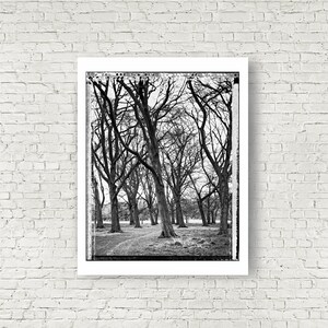 Grove in Phoenix Park, Trees, Tree-Top, Art Print, Autumn, Giclee, Collectible Photography, Large BW, 4x5, Polaroid, Type 55, Contrast image 7