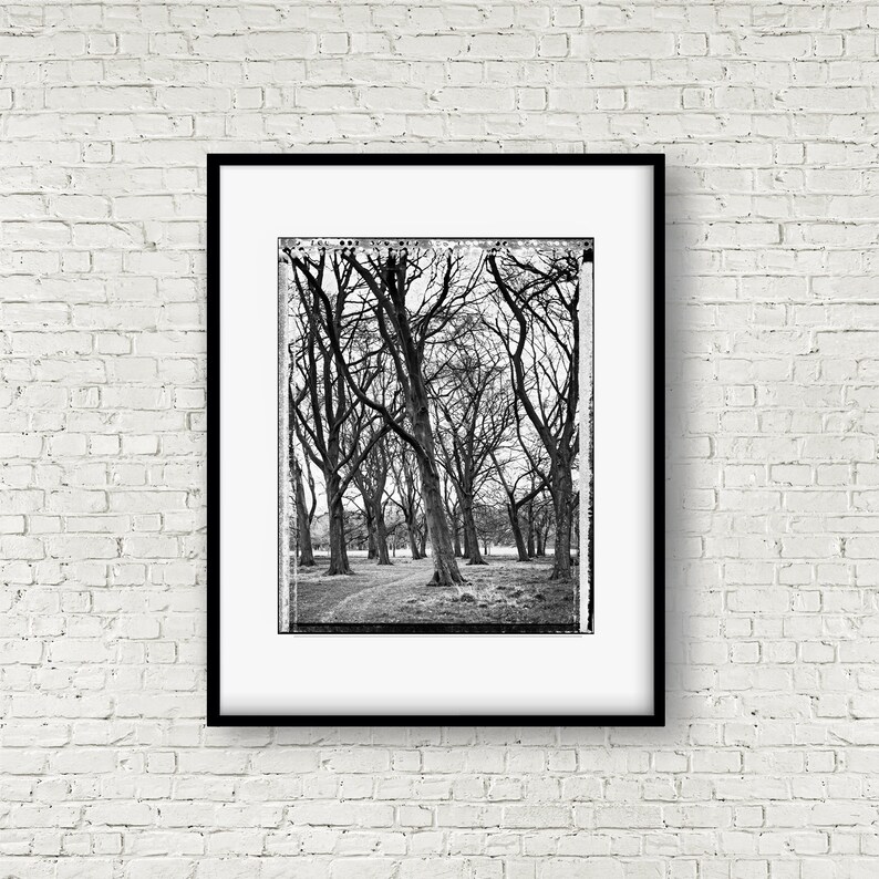 Grove in Phoenix Park, Trees, Tree-Top, Art Print, Autumn, Giclee, Collectible Photography, Large BW, 4x5, Polaroid, Type 55, Contrast image 2