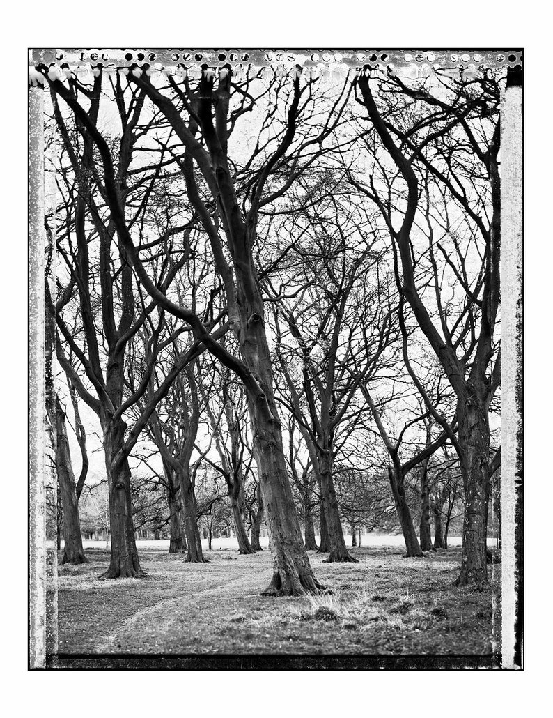 Grove in Phoenix Park, Trees, Tree-Top, Art Print, Autumn, Giclee, Collectible Photography, Large BW, 4x5, Polaroid, Type 55, Contrast image 9