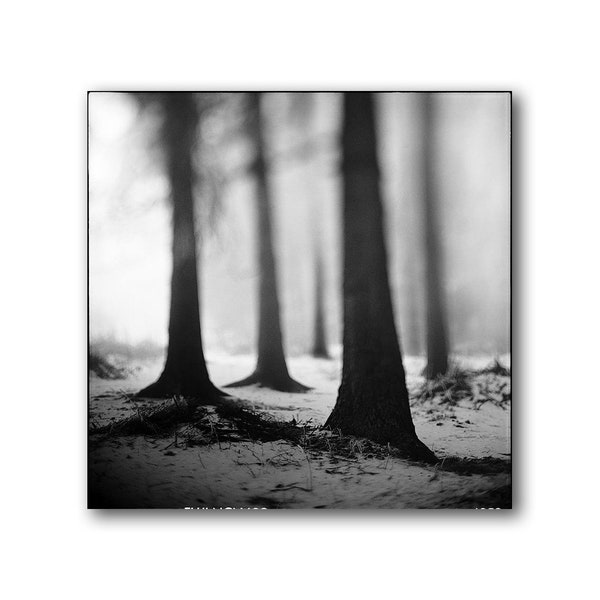 Winter Misty Forest, Photography, Nature, Print, Analog, Curious, Landscape, Large, Mist, Trees, Foggy, Trees in the mist, Whimsical Decor