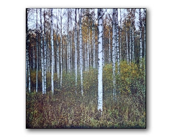 Birch Grove in Norway, Autumn, Photography Art Print, Norwegian Nature, Landscape, Forest, Birch Tree Photo, Meditation, Immersive Forest