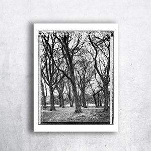 Grove in Phoenix Park, Trees, Tree-Top, Art Print, Autumn, Giclee, Collectible Photography, Large BW, 4x5, Polaroid, Type 55, Contrast image 8