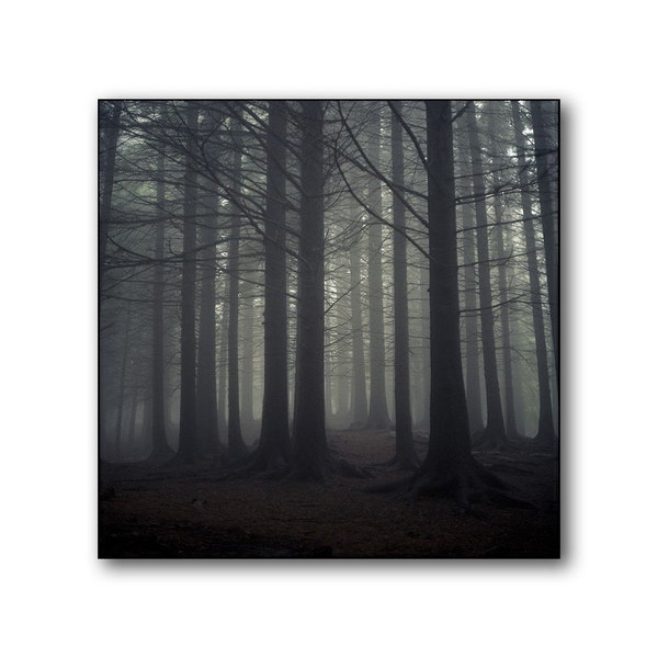 Dark Norwegian Forest, Misty Forest, Photography Art Print, Limited Edition, Analog, Landscape, Large Art, Trees, Foggy, Scandinavia, Nature