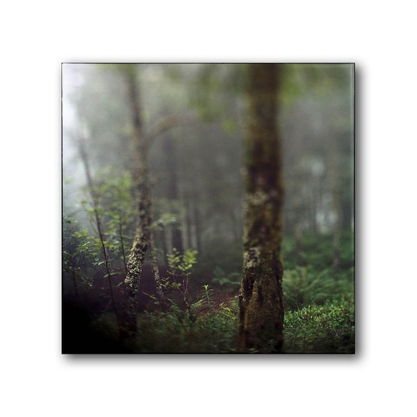 Deep Dark Forest, Norwegian Forest, Photography, Print, Nature, Dark Green, Scandinavia, Meditation, Woods, Calming, Mossy Trees, Detail