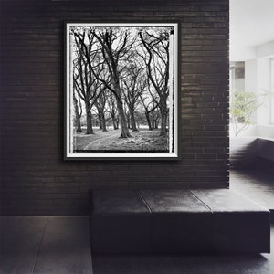 Grove in Phoenix Park, Trees, Tree-Top, Art Print, Autumn, Giclee, Collectible Photography, Large BW, 4x5, Polaroid, Type 55, Contrast image 4
