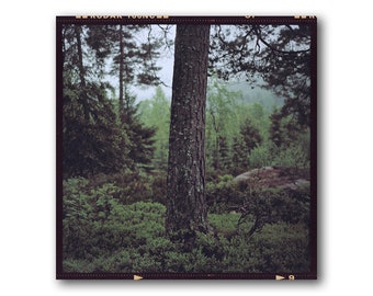 Tree Trunk In Dark Forest, In Norway, Photography Art Print, Norwegian Nature, Middle, Tree Branches, Forest Detail, Scandinavian, Rainy Day