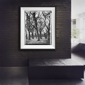 Grove in Phoenix Park, Trees, Tree-Top, Art Print, Autumn, Giclee, Collectible Photography, Large BW, 4x5, Polaroid, Type 55, Contrast image 5