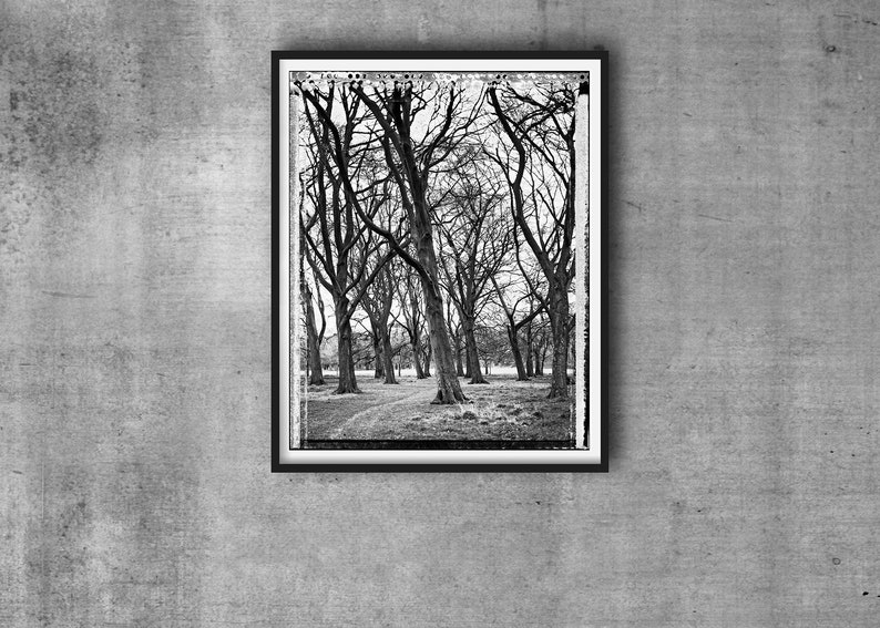 Grove in Phoenix Park, Trees, Tree-Top, Art Print, Autumn, Giclee, Collectible Photography, Large BW, 4x5, Polaroid, Type 55, Contrast image 1