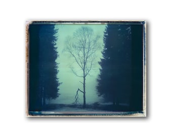 Norway, Old Polaroids, Mamiya, Polaroid Photography, Winter, Eerie, Misty, Woods, RB67, type 670, Landscape Photography, Tree, Norwegian