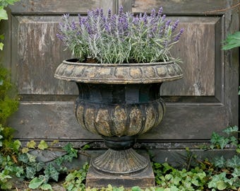 May include: A weathered, black and bronze planter filled with lavender. The urn-shaped planter sits on a square base, surrounded by greenery, against a wooden door. The lavender has purple flowers and green stems. The planter is an antique style.