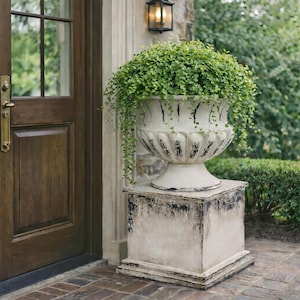 Puede incluir: Una jardinera de urna de estilo antiguo, blanquecina con detalles negros, rebosante de follaje verde, se asienta sobre un pedestal cuadrado a juego. La decoración exterior se coloca cerca de una puerta de madera.