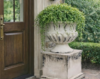 French Vintage Pedestal Urn Planter, Distressed White