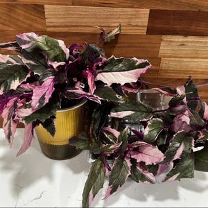Variegated Purple Passion Plant - Gynura aurantiaca - Fully Rooted & Established