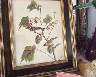 Framed Bay-Breasted Warbler Bird Art (Audubon)