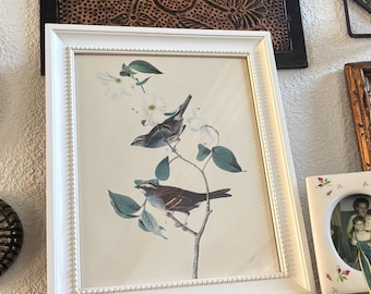 Framed White-Throated Sparrow (Audubon) Bird Art