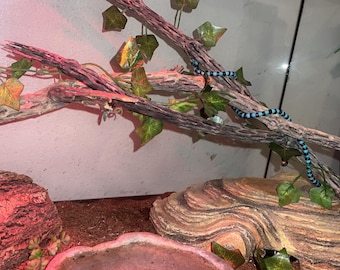 May include: A blue and black snake is coiled around a branch in a terrarium. The branch is covered in green leaves and there is a brown log in the foreground.