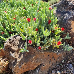 Ice plant cuttings (fire spinner), Ice plant (yellow)