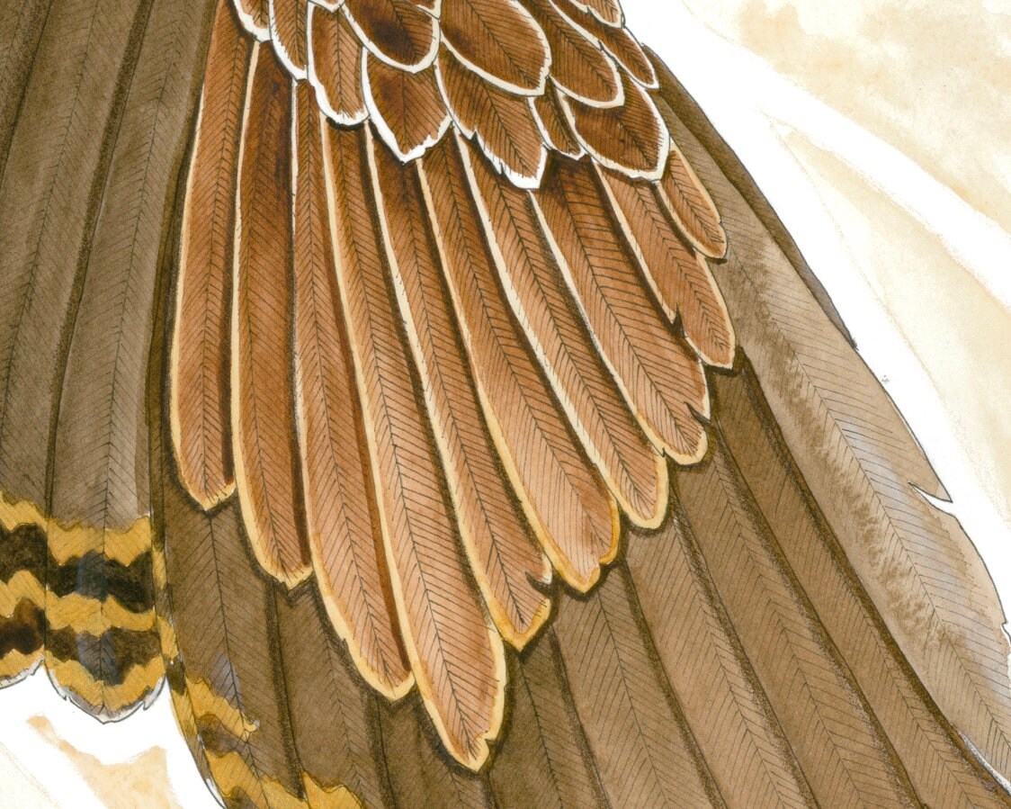 Wedge-tailed Eagle Print From Original Watercolour Artwork - Etsy