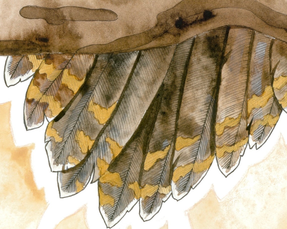 Wedge-tailed Eagle Print From Original Watercolour Artwork - Etsy