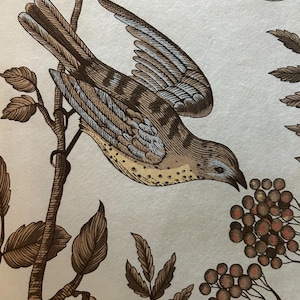 May include: A brown and blue bird with a yellow breast perched on a branch with brown leaves. The bird is eating berries from a cluster of red berries.
