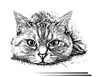 Kara kalem-Cat