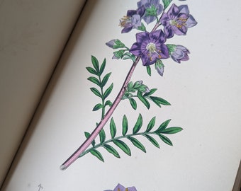 Sowerby's English Botany Book Volume VI, Hand Colored Botanical Prints, Published 1866