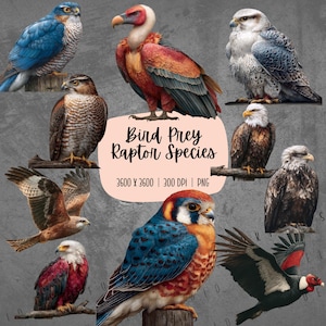 Clipart Espèce d'oiseau | Aigle PNG | Clipart de faucon | Clipart Raptor | Faucon PNG | Clipart Vautour | Clipart faune | Animaux éducatifs