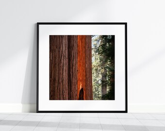 Giant Sequoias Print, Redwood Trees, Sequoia National Park, Fine Art Print, Digital Download