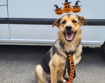 May include: A medium-sized dog with tan and black fur wearing a black tie with the orange text HALLOWEEN and a small broomstick graphic, plus a headband featuring three glittery orange jack-o'-lanterns wearing black witch hats on its head.