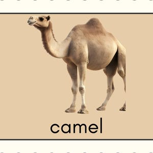 Printable 'Zoo Animals' Flash Cards (19 cards)