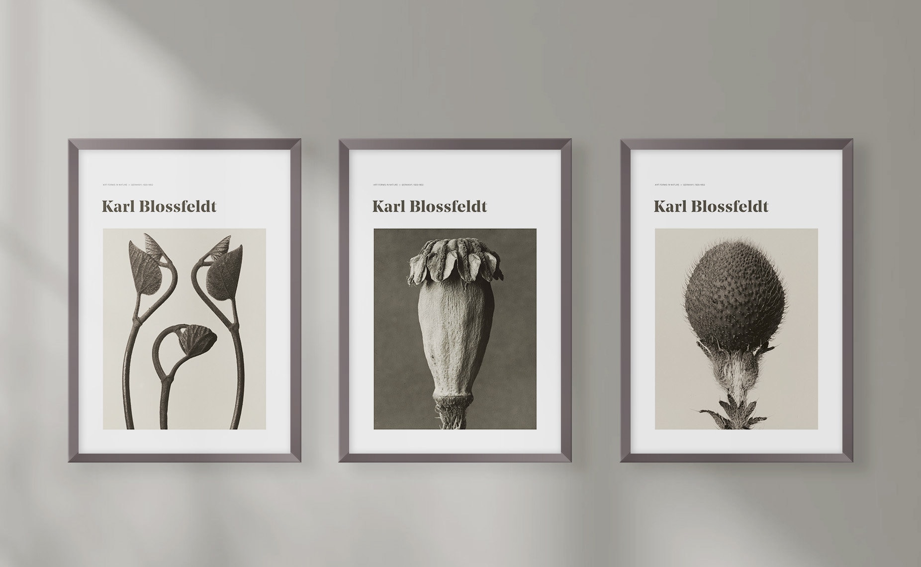 Karl blossfeldt - Etsy 日本