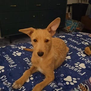 Couverture personnalisée avec nom d'animal de compagnie pour chien/chat, couverture personnalisée avec nom d'animal de compagnie, couverture commémorative d'animal de compagnie, cadeau de Pâques pour les amoureux des animaux de compagnie, cadeau de perte d'animal de compagnie image 12