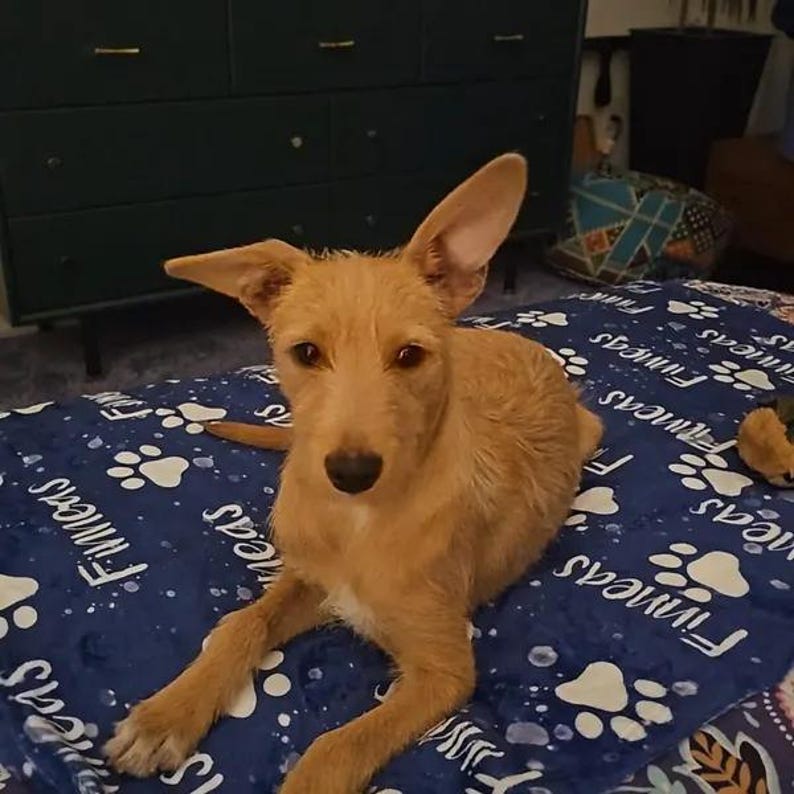 Couverture personnalisée avec nom d'animal de compagnie pour chien/chat, couverture personnalisée avec nom d'animal de compagnie, couverture commémorative d'animal de compagnie, cadeau de Pâques pour les amoureux des animaux de compagnie, cadeau de perte d'animal de compagnie image 12