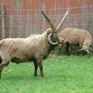 May include: Two tan, woolly Jacob sheep standing in a grassy field. The sheep in the foreground features four distinct, long, curved horns extending from its head, while the second sheep in the background has two curved horns.