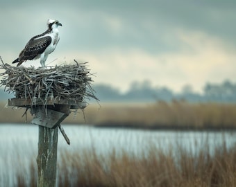 May include: An osprey perched on a nest atop a wooden post. The bird has white and dark brown feathers. The nest is made of twigs and branches. The background shows a body of water and a cloudy sky.